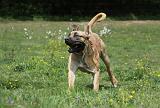 BOERBULL 005